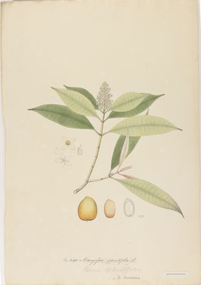 Bouea oppositifolia (Roxb.) Meisn. | Plants of the World Online | Kew ...