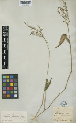 Kew Gardens K000433225:  Galeotti, H.G. [5749] Mexico