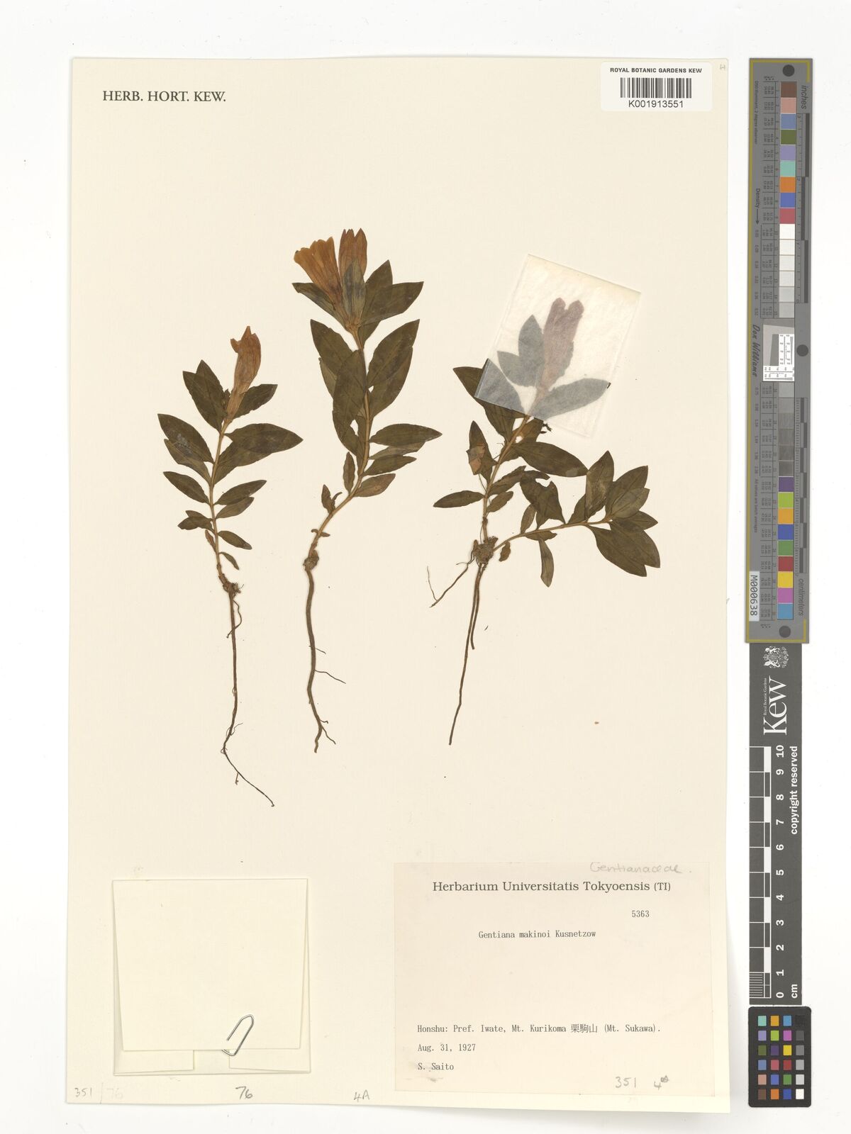 Gentiana makinoi