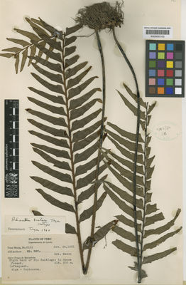 Kew Gardens K000633105:  Mexia, Y. [6162] Peru