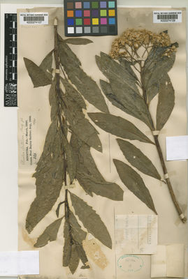 Kew Gardens K000274108:  Schweinfurth, G. [646] Yemen