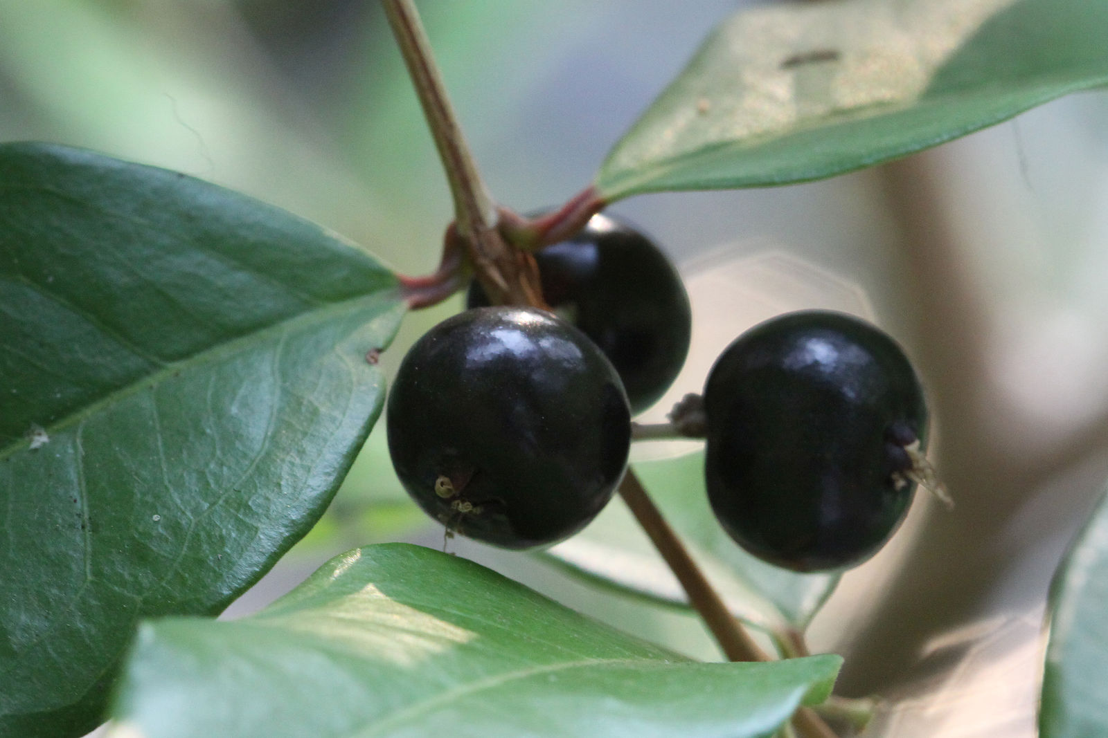 Eugenia oerstediana O.Berg | Plants of the World Online | Kew Science