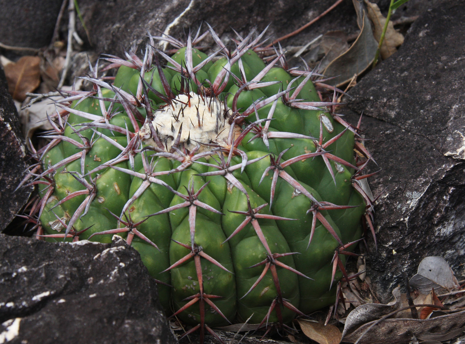 Discocactus plant