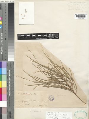 Kew Gardens K000216994:  Mueller, F., von [s.n.] Australia