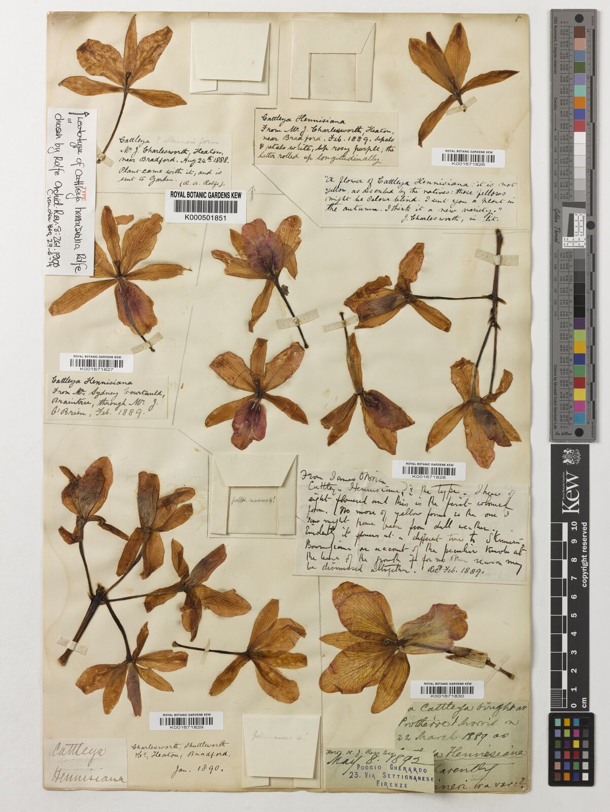 Kew Gardens K000501851:  Charlesworth [s.n.]