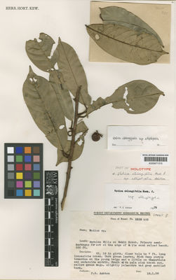 Kew Gardens K000671315:  Ashton, P.S. [BRUN 925] Brunei