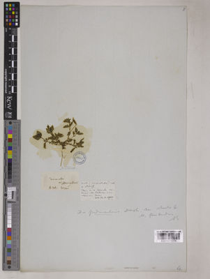 Kew Gardens K001079205:  Nuttall, W.L. [s.n.] United States