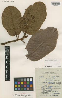 Kew Gardens K000700661:  Anderson, J.A.R. [14930] Malaysia