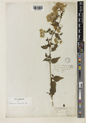 Kew Gardens K001079980:  Wallich, N. [s.n.] Nepal