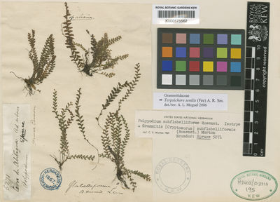 Kew Gardens K000575562:  Spruce, R. [5271] Ecuador