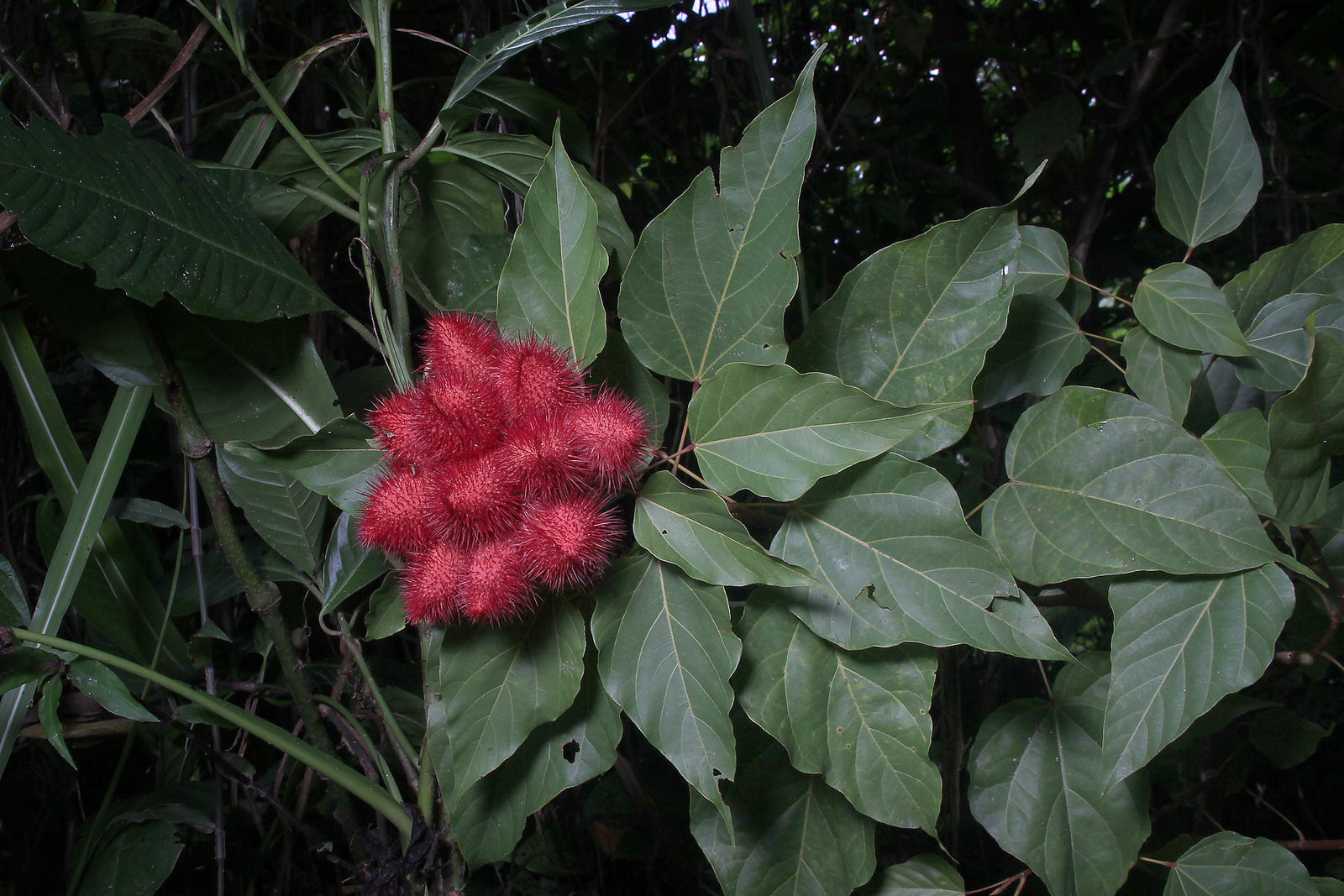 Bixa orellana L. | Plants of the World Online | Kew Science