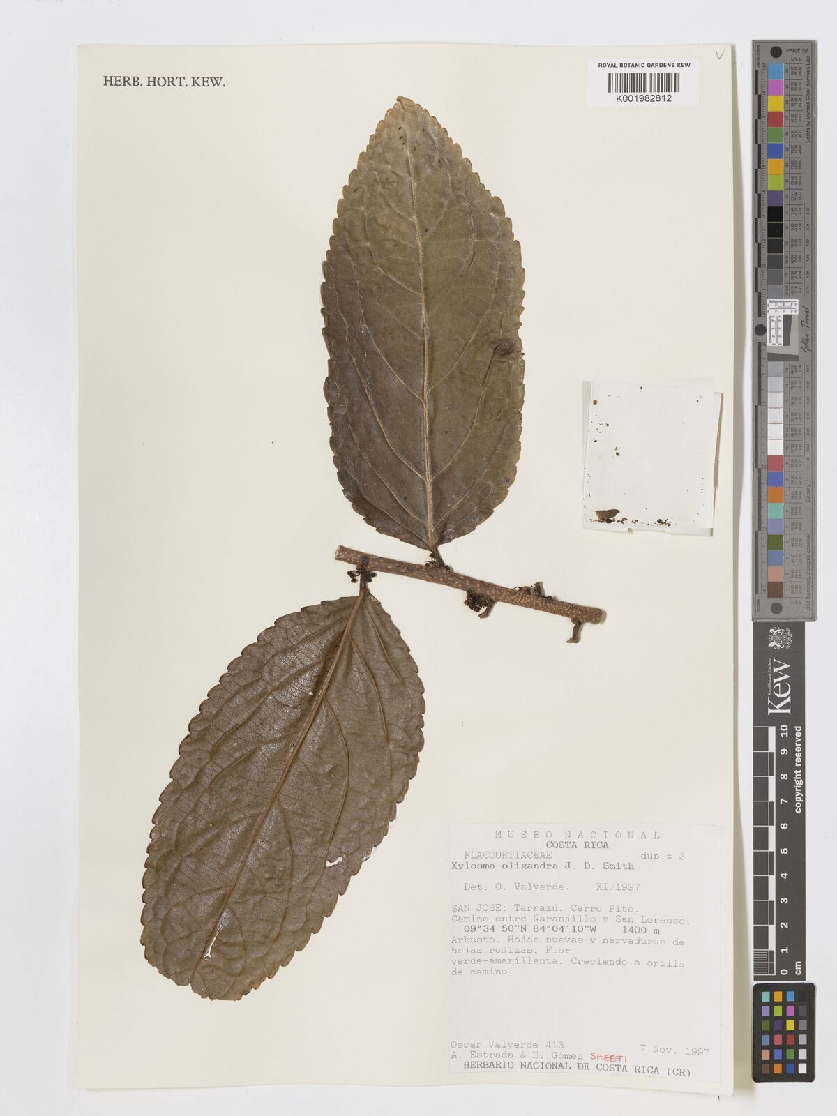 Xylosma oligandra