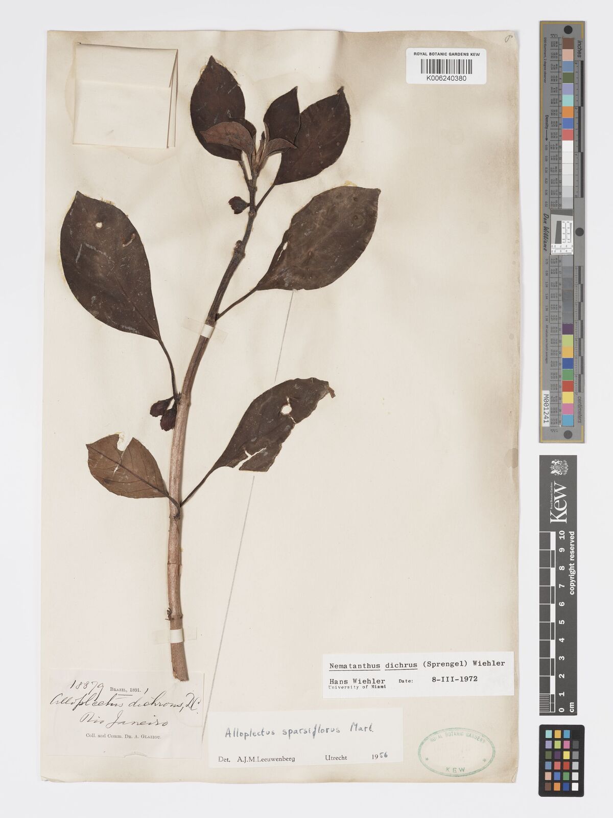 Nematanthus lanceolatus
