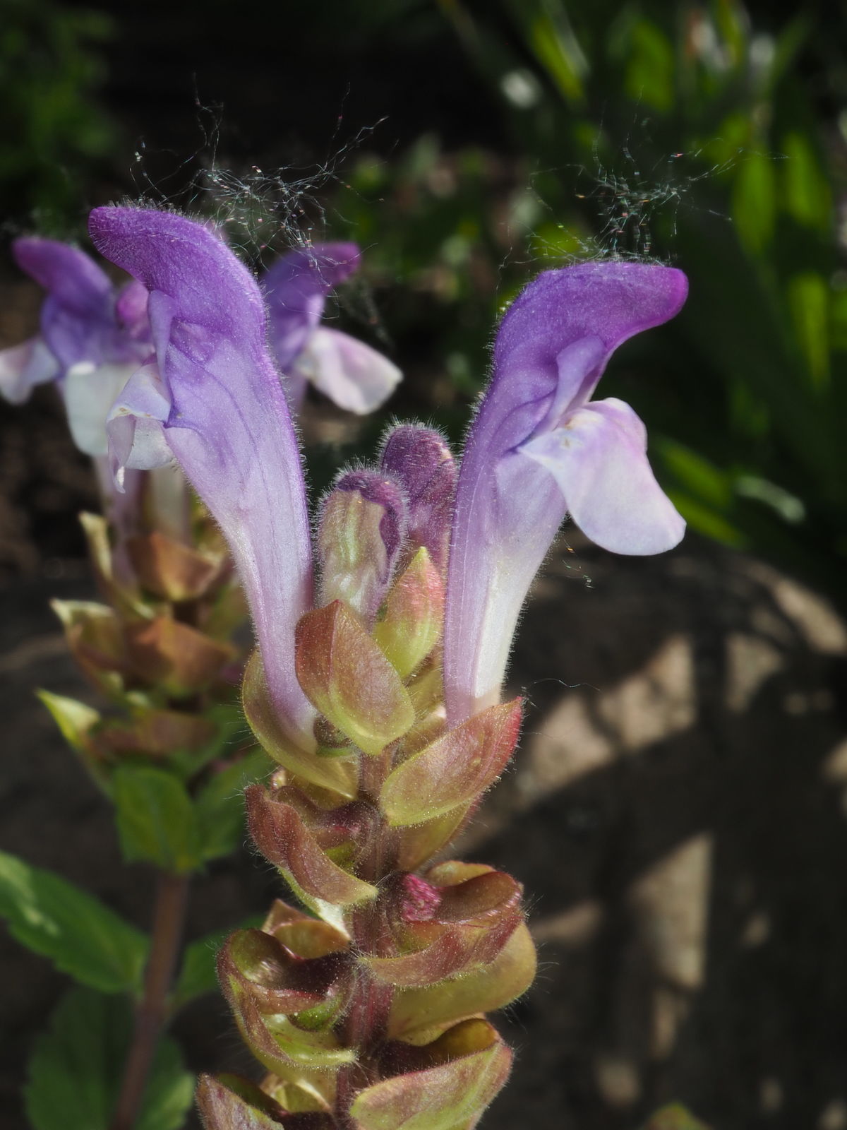 © copyright of the Board of Trustees of the Royal Botanic Gardens, Kew.