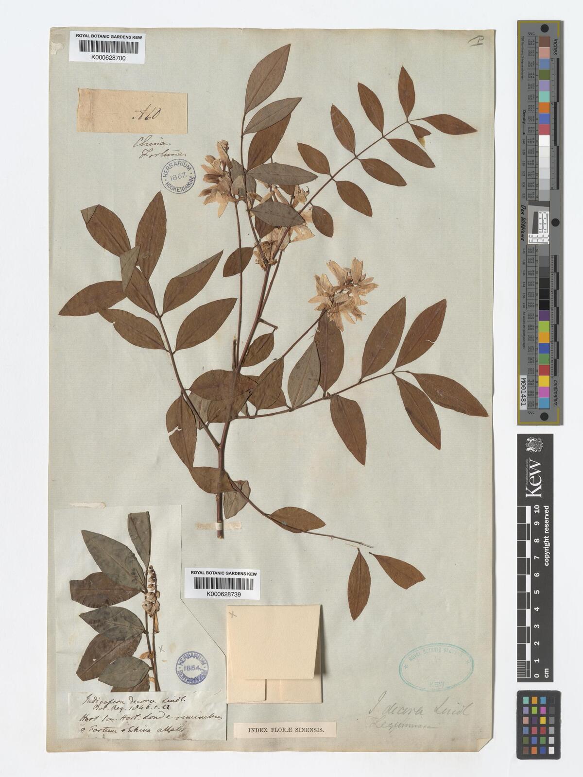 Indigofera decora