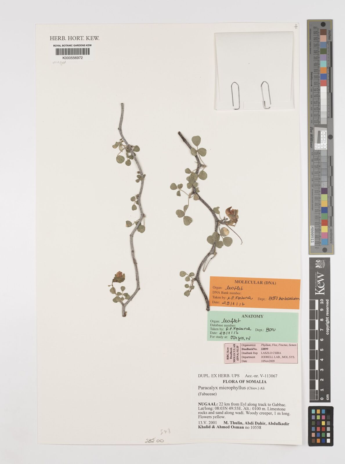 Kew Gardens K000556972:  Thulin, M.; Dahir, A.; Khalid, A.; Osman, A. [10558] Somalia