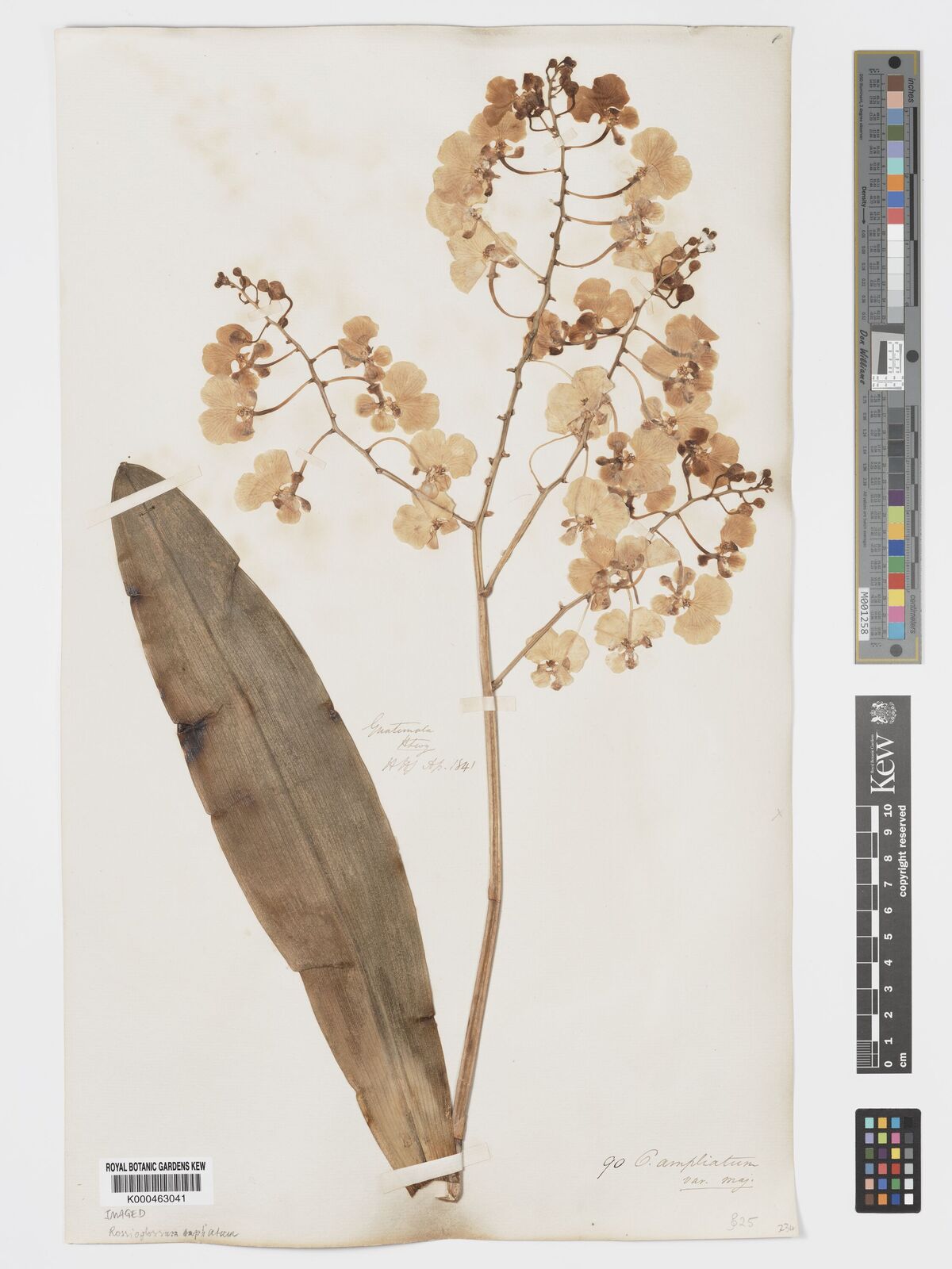 Kew Gardens K000463041:  Hartweg [s.n.] Guatemala