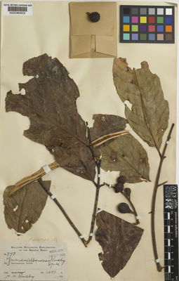 Kew Gardens K000380629:  Rusby, H.H. [797] Bolivia