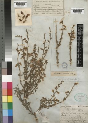 Kew Gardens K000413282:  Drege [s.n.] South Africa