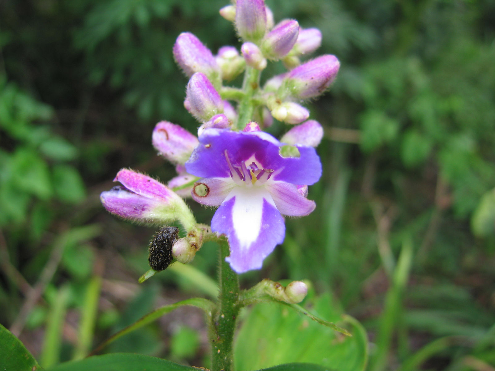 Dichorisandra villosula Mart. | Colombian Plants made accessible