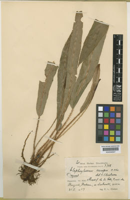 Kew Gardens K000590607:  Ekmann, E.L. [7708] Haiti