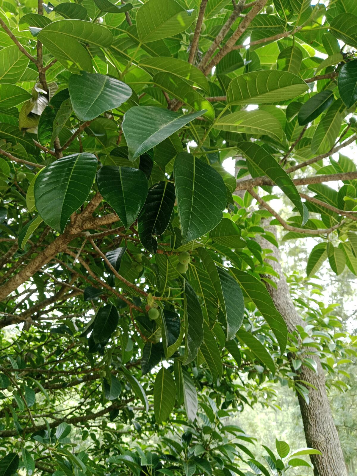 Ficus callosa Willd. | Plants of the World Online | Kew Science