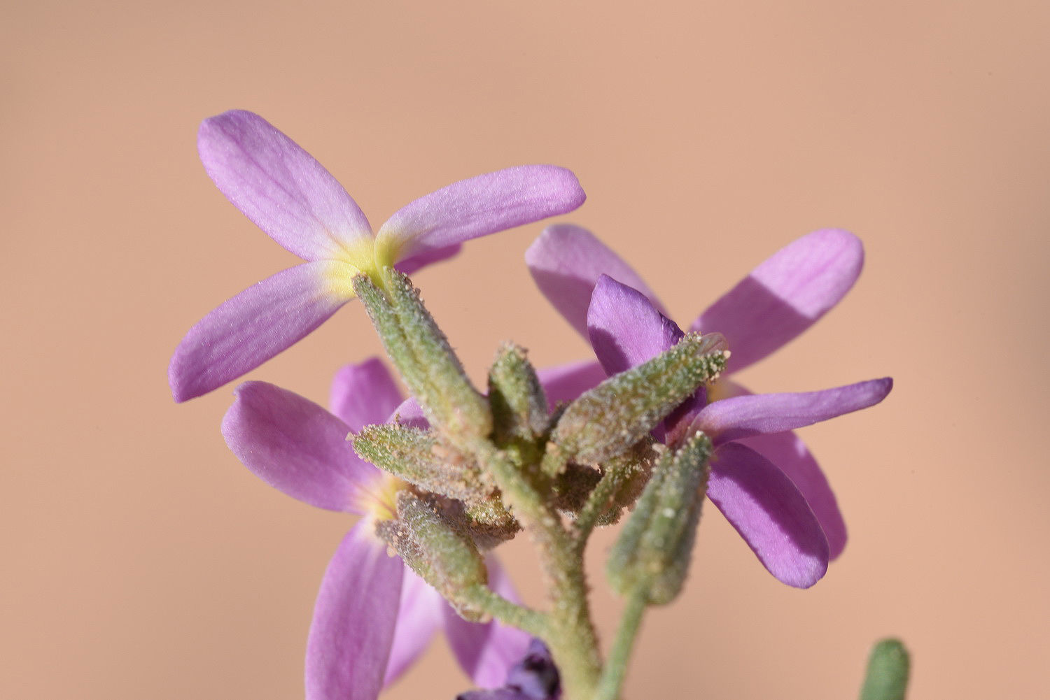 Eremobium aegyptiacum var. lineare (Delile) Zohary | Plants of the ...