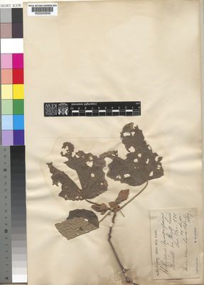 Kew Gardens K000240646:  Grandidier, M. [s.n.] Madagascar