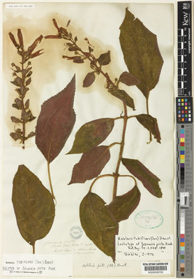 Kew Gardens K000509796:  Seemann, B.C. [4431] Colombia