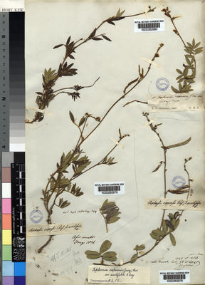 Kew Gardens K000262979:  Drege [s.n.] South Africa