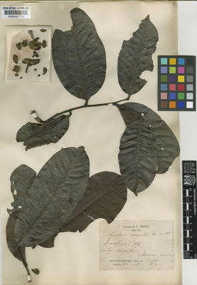 Kew Gardens K000487318:  Triana, J. [s.n.] Colombia