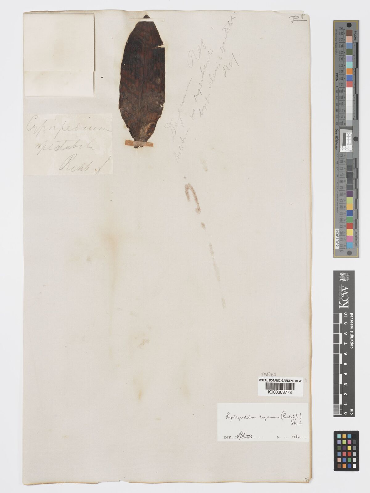 Kew Gardens K000363773:  s.coll. [s.n.] United States