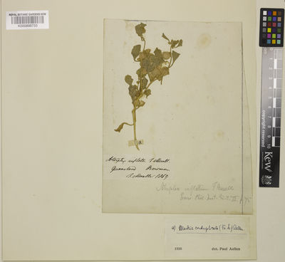 Kew Gardens K000898733:  Bowman, E.M. [s.n.] Australia