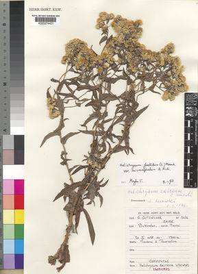 Kew Gardens K000274401:  Gutzwiller, R. [3476] Congo, Democratic Republic of the