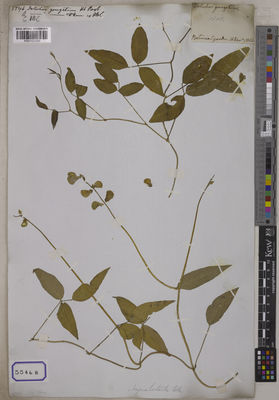 Kew Gardens K001121250:  s.coll. [Cat. no. 5546]