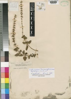 Kew Gardens K000347201:  Hannington, J. [s.n.] Tanzania