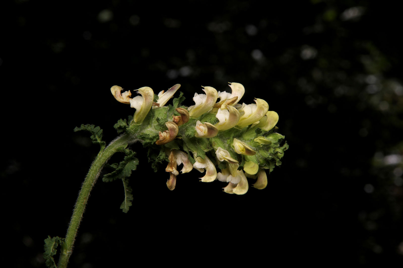 © copyright of the Board of Trustees of the Royal Botanic Gardens, Kew.