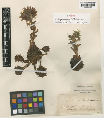 Kew Gardens K000739557:  Huter, R. [s.n.] Austria