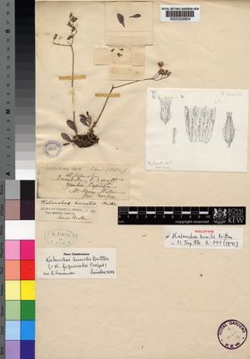 Kew Gardens K000232904:  Waller, H. [s.n.] Mozambique