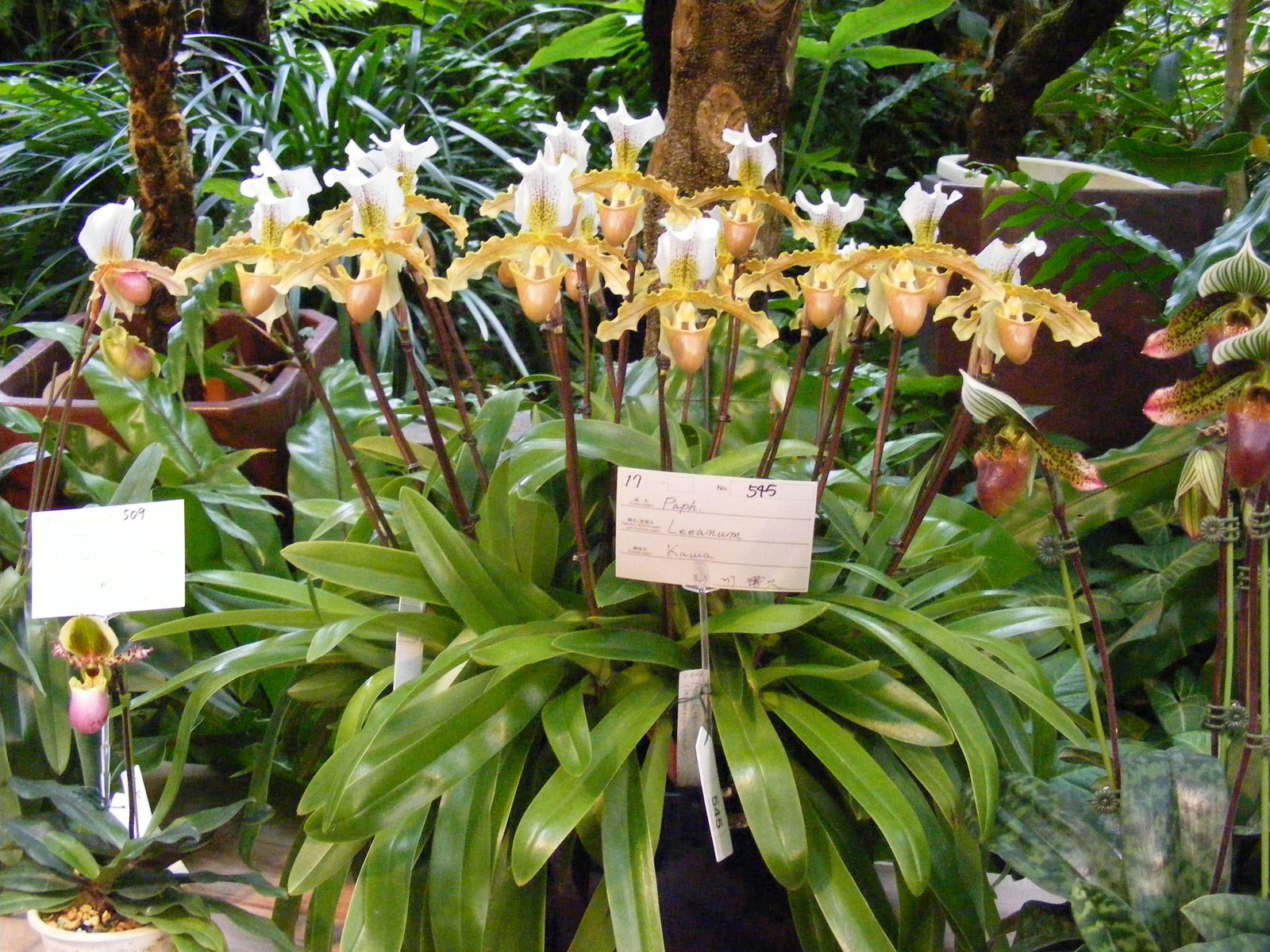Paphiopedilum × leeanum O.Gruss | Plants of the World Online | Kew Science