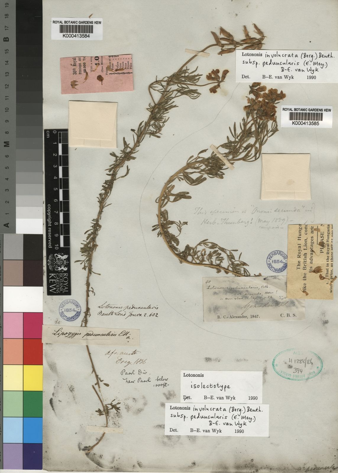 Lotononis involucrata subsp. peduncularis (E.Mey.) B.-E.van Wyk ...