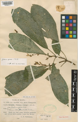 Kew Gardens K000884111:  Parkinson, C.E. [1696] Burma