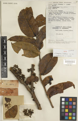 Kew Gardens K000669031:  Anderson, J.A.R. [29878] Malaysia