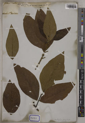 Kew Gardens K001125180:  s.coll. [Cat. no. 8298] India