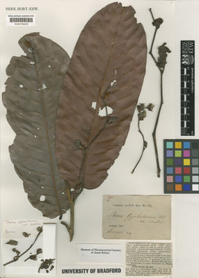 Kew Gardens K000700578:  s.coll. [880] Indonesia