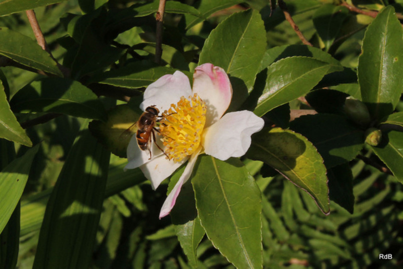 Camellia oleifera C.Abel | Plants of the World Online | Kew Science