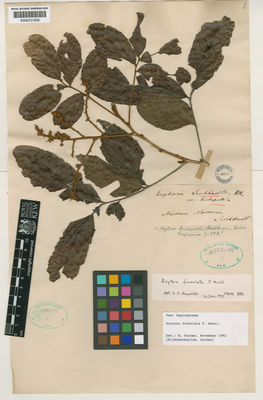 Kew Gardens K000701506:  Leichhardt, F.W.L. [s.n.] Australia