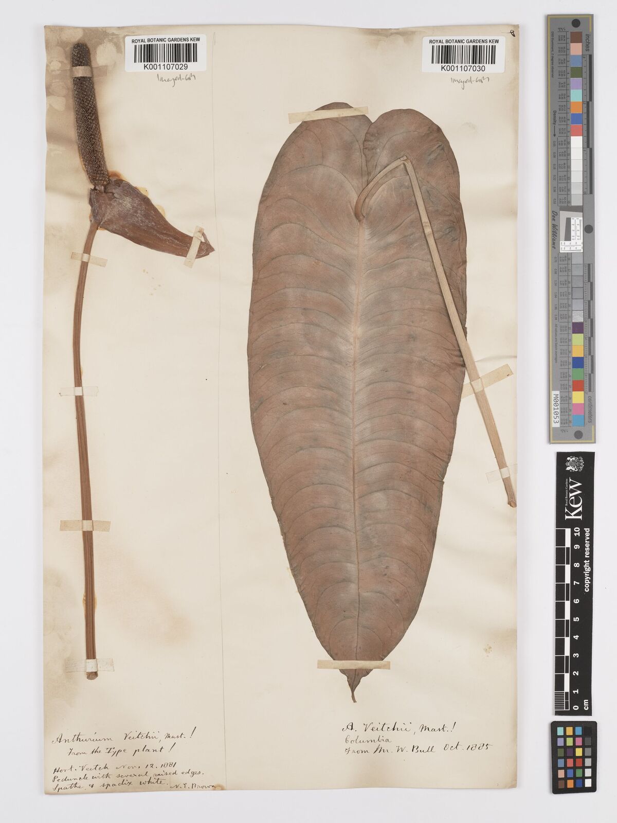 Kew Gardens K001107030:  s.coll. [s.n.] Colombia