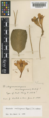 Kew Gardens K000858215:  s.coll. [s.n.] Malaysia