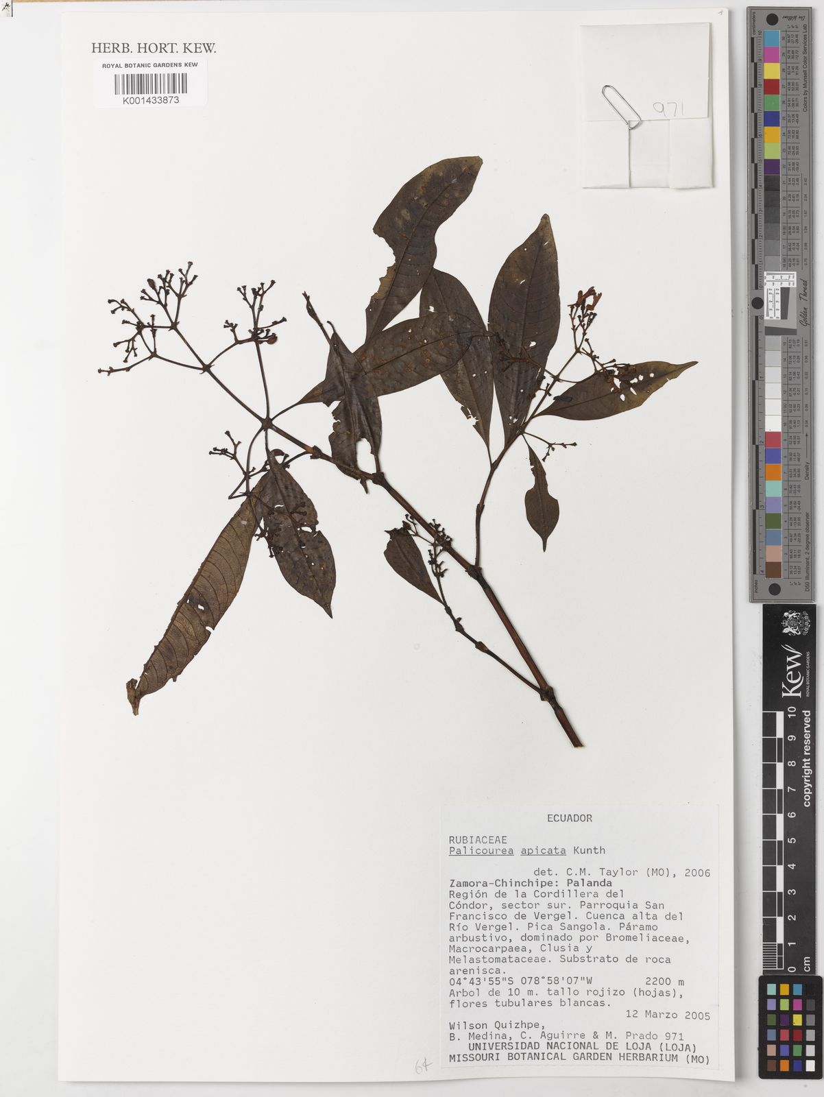 Palicourea apicata Kunth | Plants of the World Online | Kew Science